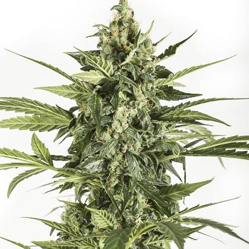 Blue Cheese Auto
