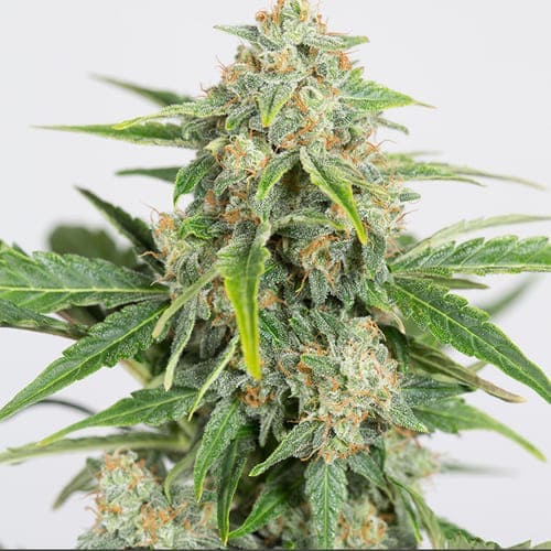 Dinamed CBD Auto
