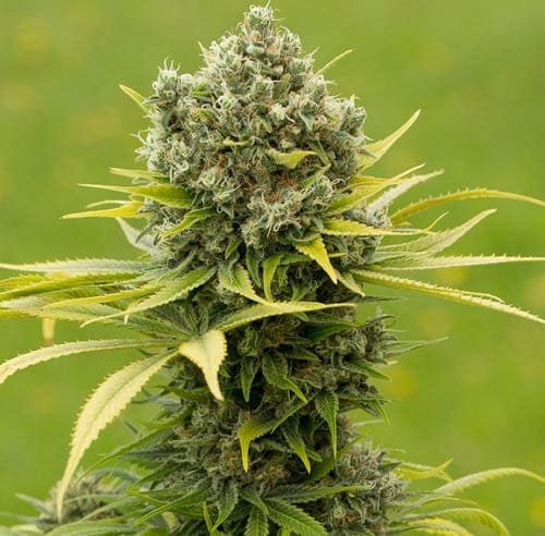 Dinamed CBD Plus