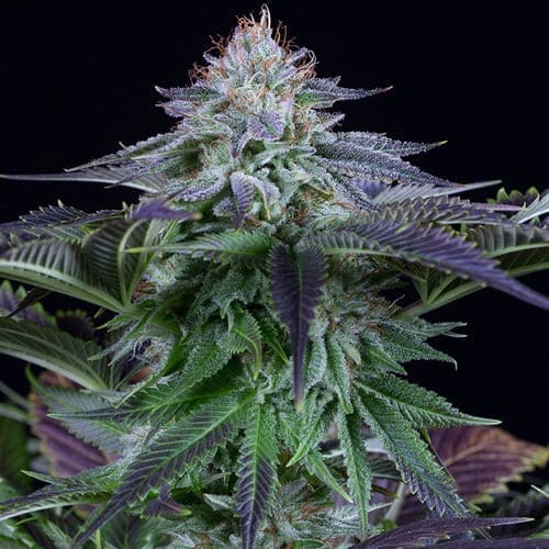 Dinamed Kush CBD Auto