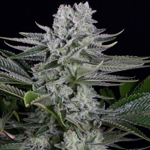 Gorilla CBD