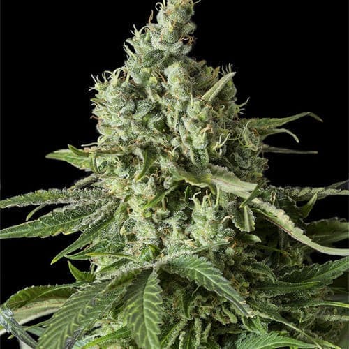 Moby Dick CBD