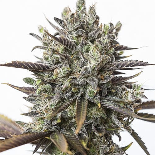 Purple Orange CBD