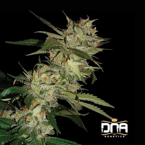 Sleestack x Skunk (aka SleeSkunk)