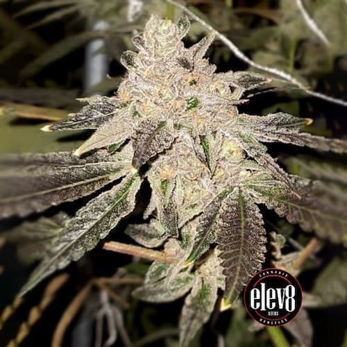 Gelato Sundae