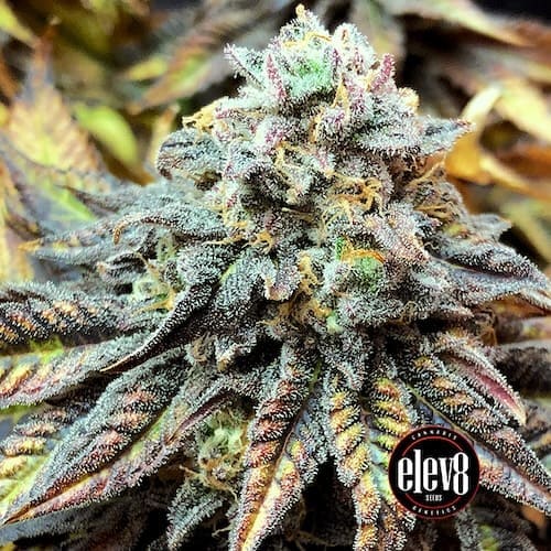 Harlequin CBD