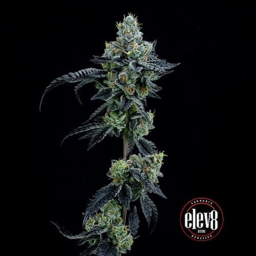 Thin Mint Girl Scout Cookies