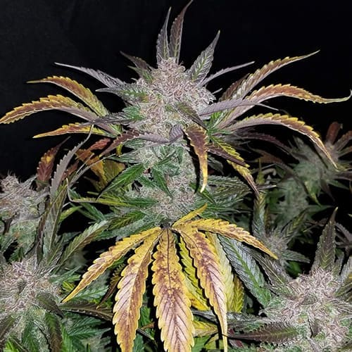 Cream Cookies Auto