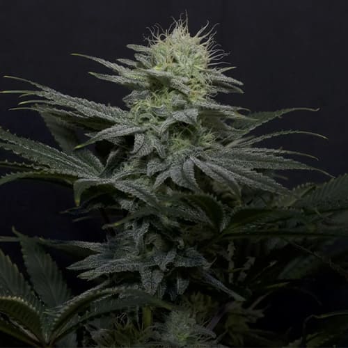 GG4 Sherbet Fast