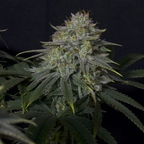 Gorilla Cookies Fast