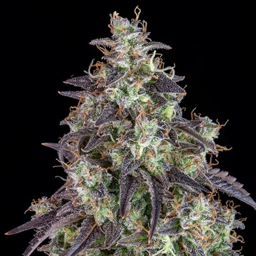 Lemon Pie Auto