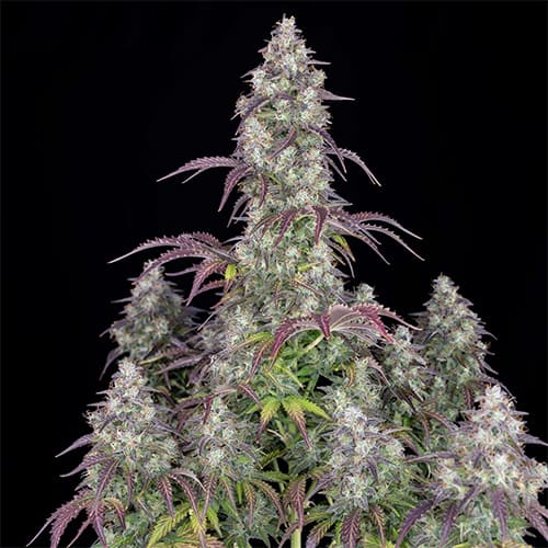 Lemon Pie Auto - 2