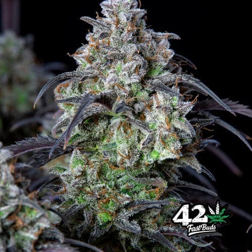 Mimosa Cake Auto - 2