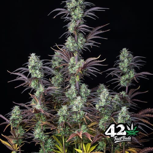 Mimosa Cake Auto