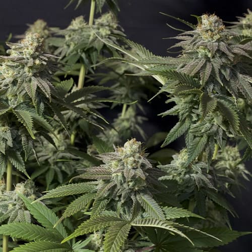Orange Sherbet Fast - 3