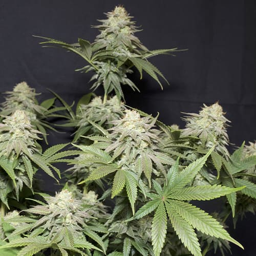 Orange Sherbet Fast