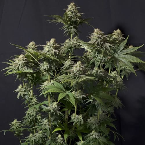 Orange Sherbet Fast - 4