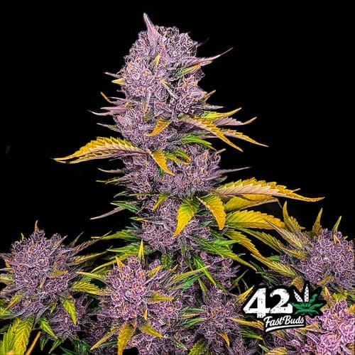 Purple Lemonade Auto - 2