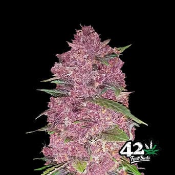 Purple Lemonade Auto