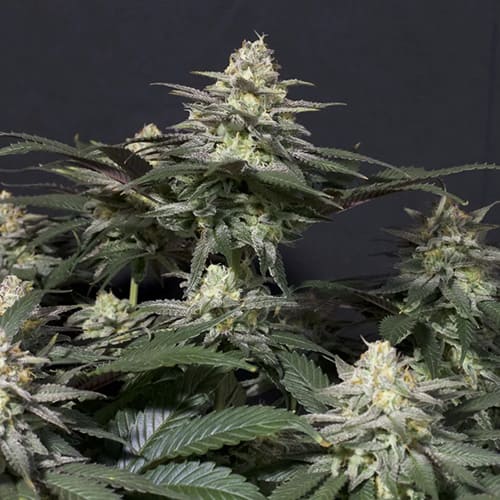 Purple Lemonade Fast - 2