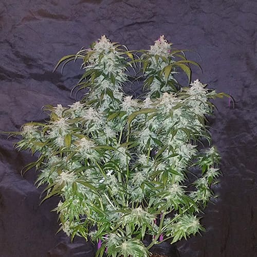 Tangie'Matic Auto - 2