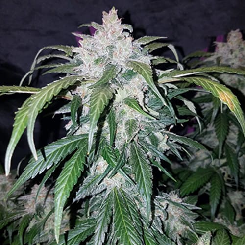 Tangie'Matic Auto - 3