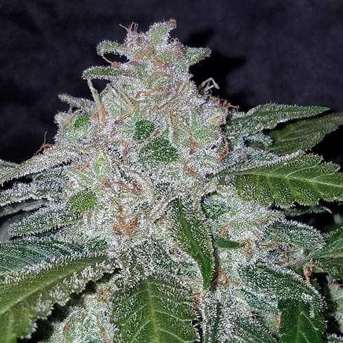 Tangie'Matic Auto - 4