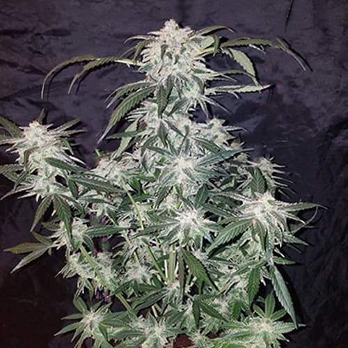 Tangie'Matic Auto