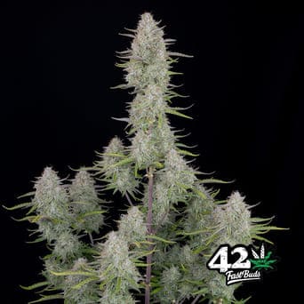 Wedding Cheesecake Auto