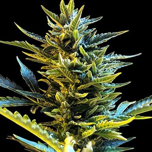 Bride Cake Auto