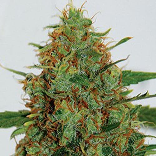 C99 - 2