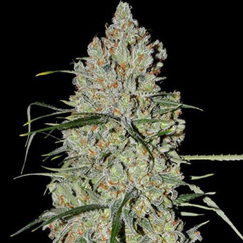 Pineapple Express #2 Auto