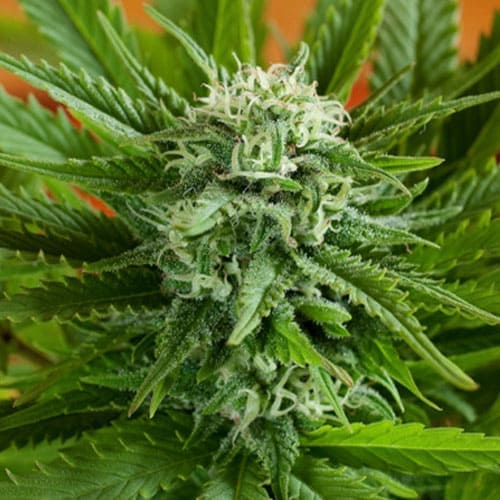 Pineapple Express Auto