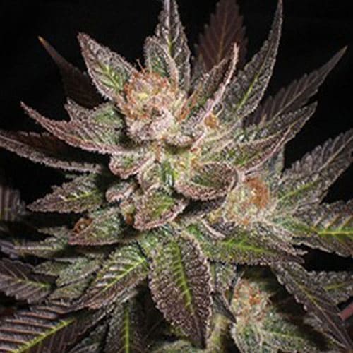 Purple Haze - 2