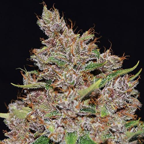 Purple Haze - 3