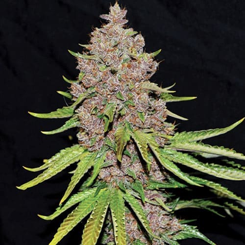 Purple Haze