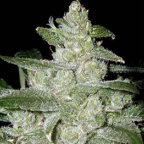 White Widow G13