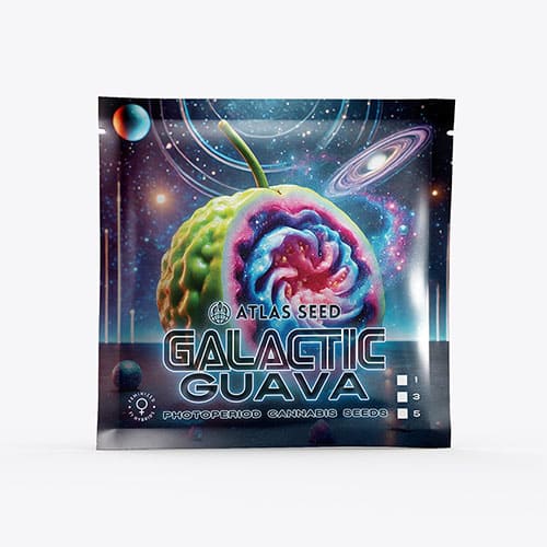 Galactic Guava - 2