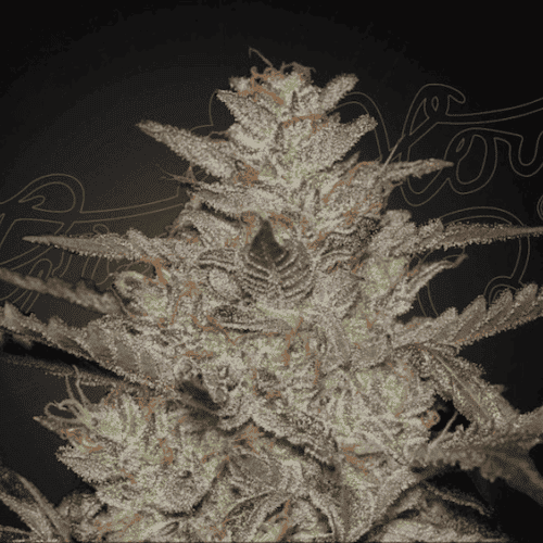 Alienz Auto
