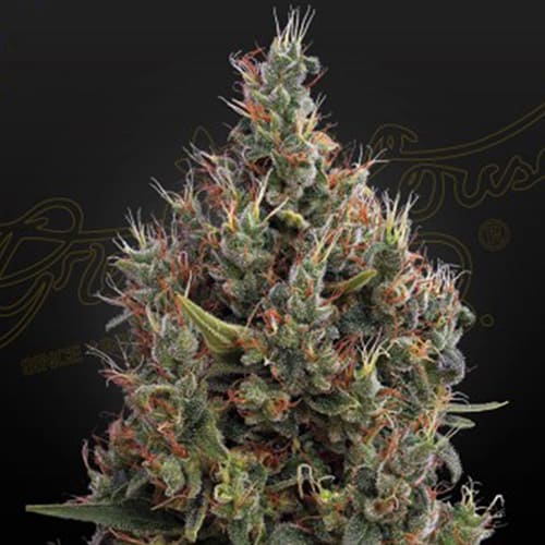 Big Bang Auto
