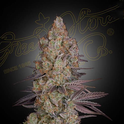 Exodus Cheese