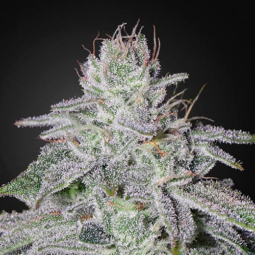 Franco’s Lemon Cheese