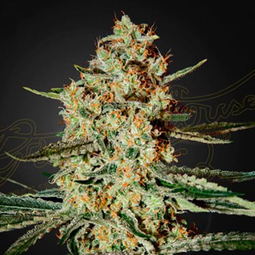 Himalaya Gold