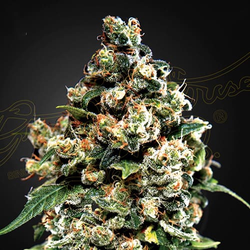 Jack Herer