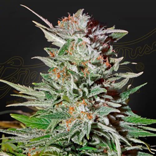 Super Lemon Haze Auto