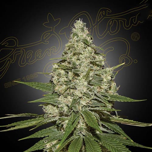 Super Lemon Haze