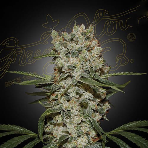 Super Silver Haze