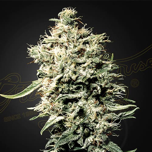 White Rhino