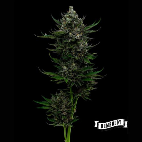 All Gas OG - 2