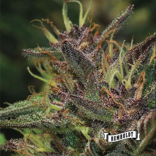 Blueberry Muffin